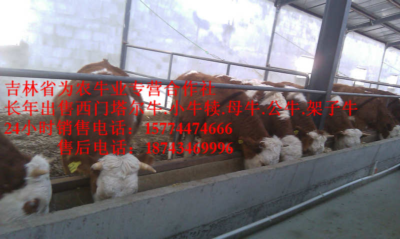 回民区西门塔尔种牛&nbsp;&nbsp;西门塔尔牛价格&nbsp;&nbsp;吉林养殖合作社&nbsp;&nbsp;西门塔尔牛批发