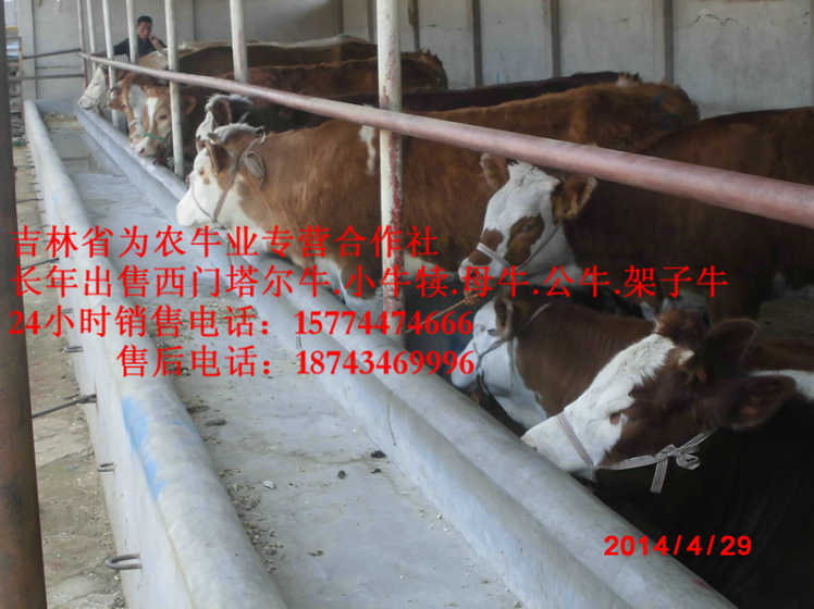 回民区西门塔尔种牛&nbsp;&nbsp;西门塔尔牛价格&nbsp;&nbsp;吉林养殖合作社&nbsp;&nbsp;西门塔尔牛批发