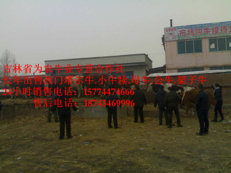 抚顺市黄牛交易市场&nbsp;&nbsp;东北西门塔尔牛&nbsp;&nbsp;东北黄牛市场&nbsp;&nbsp;牛饲料配比