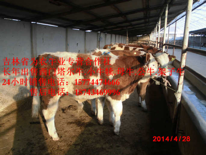 恒山区吉林繁育母牛&nbsp;&nbsp;营城子在哪里&nbsp;&nbsp;吉林养殖牛场&nbsp;&nbsp;东北哪里牛便宜