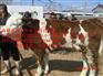 扎鲁特旗吉林养殖牛场