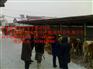 兴城市吉林牛犊价格