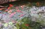 水处理技术在景观水鱼池中的应用 河北重力式无阀过滤设备供应