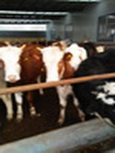 南京2017西门塔尔牛的市场行情养殖的成本&nbsp;&nbsp;西门塔尔牛犊&nbsp;&nbsp;肉牛&nbsp;&nbsp;肉牛苗