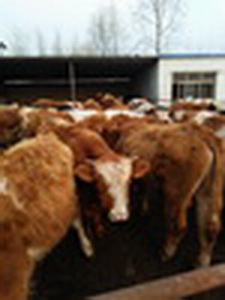 衢州2017西门塔尔牛的市场行情养殖的成本&nbsp;&nbsp;西门塔尔牛犊&nbsp;&nbsp;肉牛&nbsp;&nbsp;肉牛苗