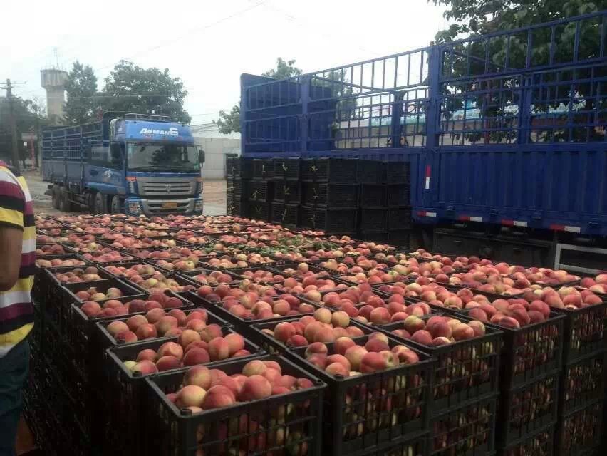 陕西郑三毛桃产地价格，郑二毛桃产地批发价格&nbsp;&nbsp;阿布白桃批发价格