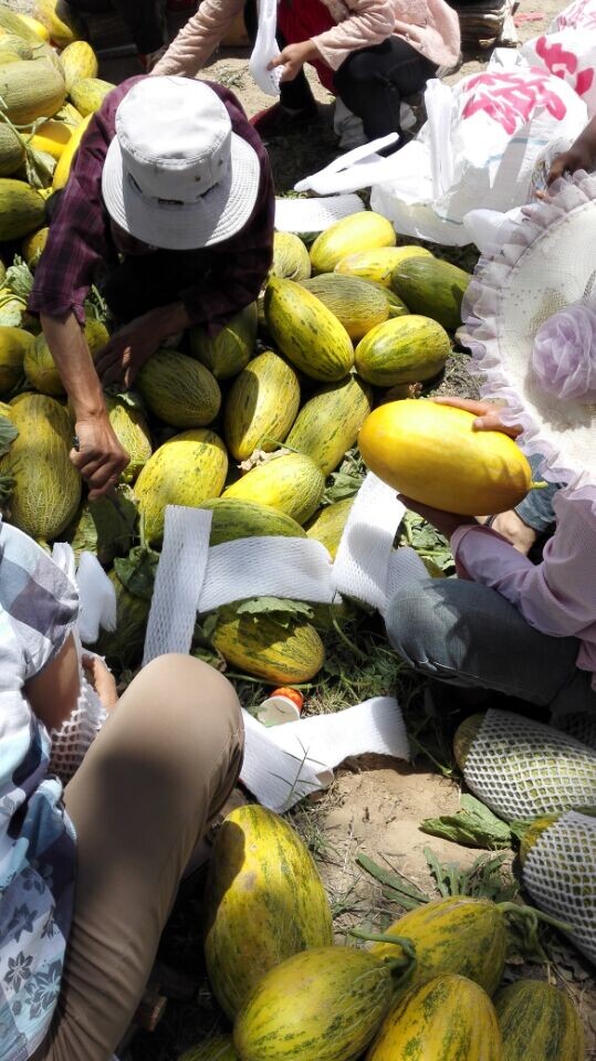 陕西哈密瓜产地价格，大荔哈密瓜产地批发价格&nbsp;&nbsp;陕西哈密瓜价格&nbsp;&nbsp;大荔哈密瓜产地价格