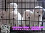 萨摩耶犬舍、专业繁殖纯种萨摩耶、萨摩耶幼犬出售Samoyed