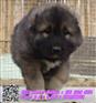 高加索犬舍-高加索幼犬宝宝-高加索基地纯种健康质保
