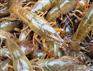 綦江区石壕镇淡水龙虾虾苗价格哪里有销售的