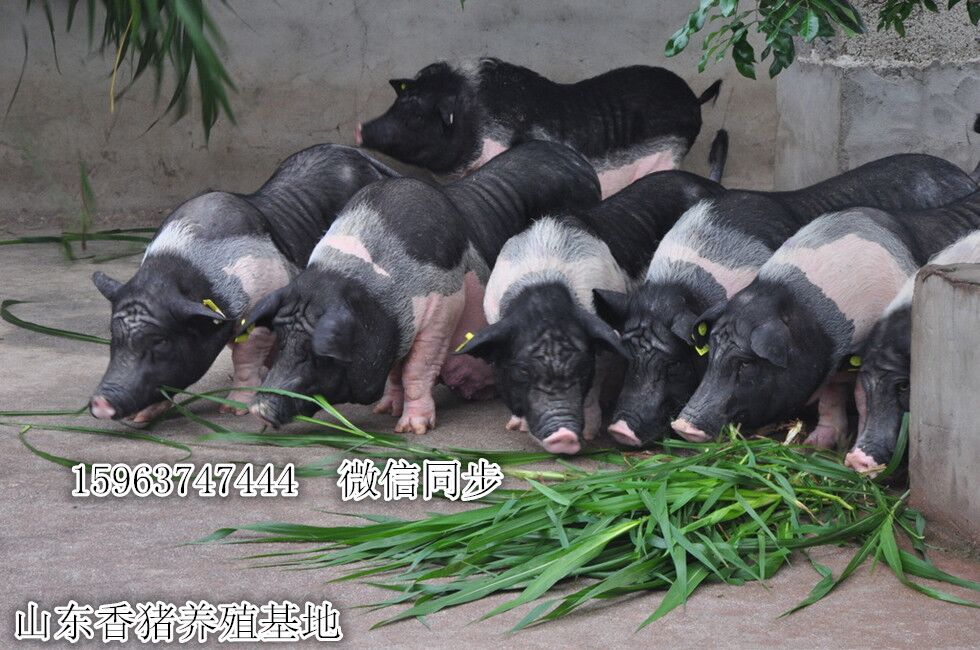 牡丹江 宠物猪价格—— 巴马香猪 藏香猪 香猪价格