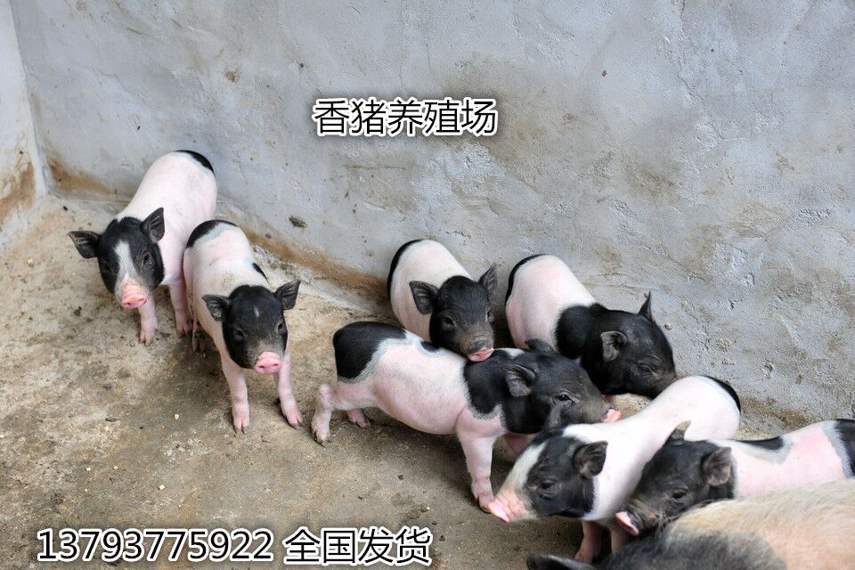 益阳 巴马香猪养殖场—— 香猪价格