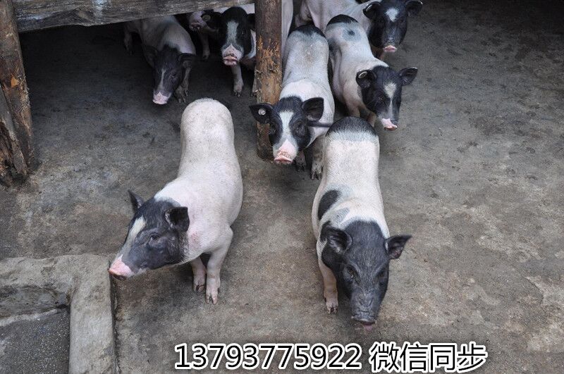 辽阳 巴马香猪幼苗价格—— 香猪养殖场 藏香猪