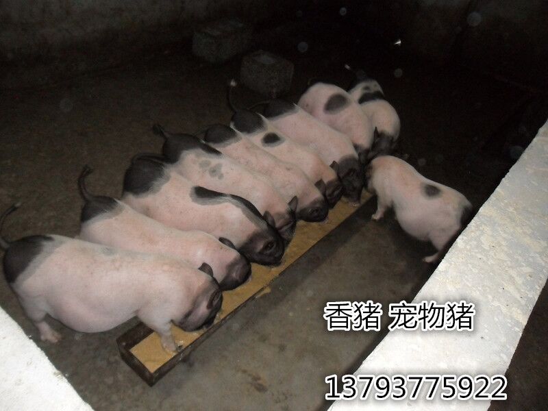 滁州 香猪养殖场—— 藏香猪 宠物猪