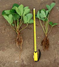 【推荐】苹果苗、优质苹果苗、烟富系列  美八苹果苗  红将军苹果苗