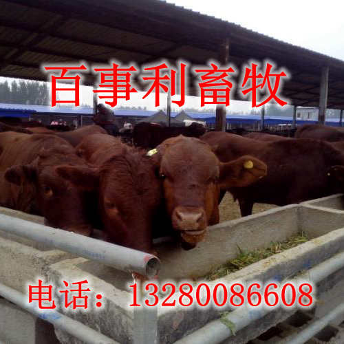 河池大型养牛基地〝&nbsp;&nbsp;肉牛养殖基地&nbsp;&nbsp;肉牛基地&nbsp;&nbsp;肉牛养殖场