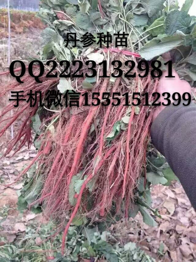 丹参种子  丹参苗  丹参种苗