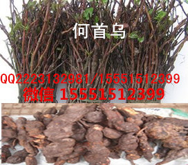 何首乌苗/何首乌种苗种植基地  何首乌秧苗