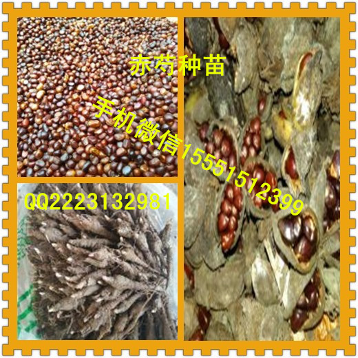 知母种子  知母苗  知母种苗