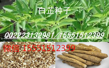 赤芍种苗价格 赤芍苗 赤芍种子