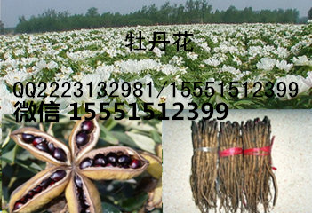 油用牡丹苗种植前景  牡丹种苗