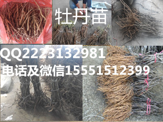 凤丹种子  凤丹苗  凤丹种苗