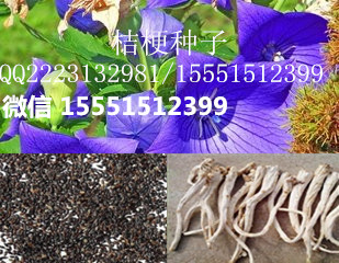 知母苗/知母种苗/产地批发自产自销  知母种子