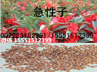 丹参苗/丹参种苗  丹参秧苗
