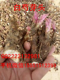 牡丹种苗  油用牡丹种苗  牡丹种子