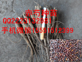 芍药籽&nbsp;&nbsp;赤芍种子&nbsp;&nbsp;芍药种子