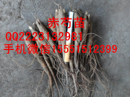 牡丹种苗  油用牡丹种苗  牡丹种子
