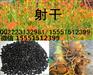 射干苗/射干种苗