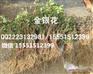 金银花树苗/金银花苗子/金银花种苗/金银花秧苗