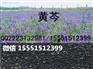 黄芩种子批发/黄芩籽市场价格