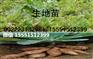 生地黄芽子/生地芽/生地苗/生地苗子/生地种苗