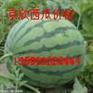 大荔县京欣西瓜代理价格