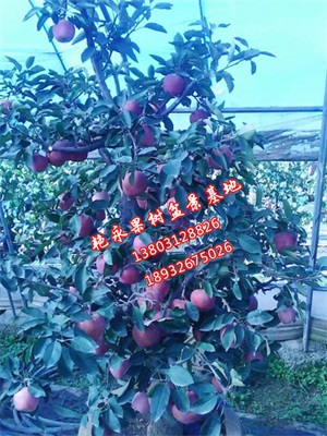 梨树盆景厂家  保定梨树盆景厂家  河北梨树盆景厂家