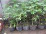木瓜苗木 有品质的木瓜苗出售