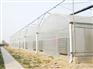 专业建造薄膜连栋温室价格范围 建造薄膜连栋温室