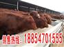 鲁西黄牛犊&鲁西黄牛犊价格