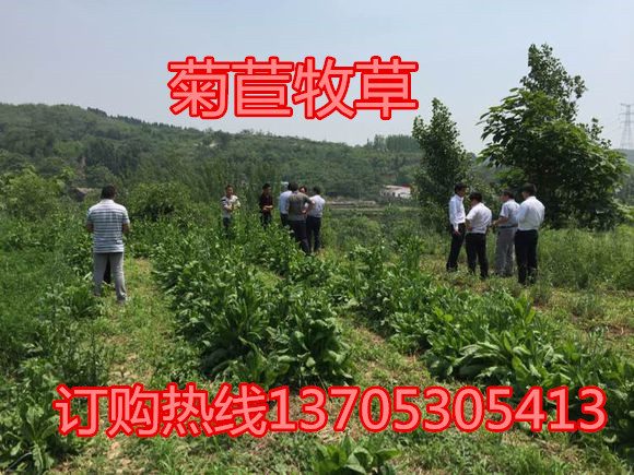 崇州市哪里有卖养鹅牧草种子多少钱一斤&nbsp;&nbsp;牧草种子品种&nbsp;&nbsp;大力士甜高粱种子&nbsp;&nbsp;菊苣牧草种子