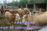 张家口小黄牛价格