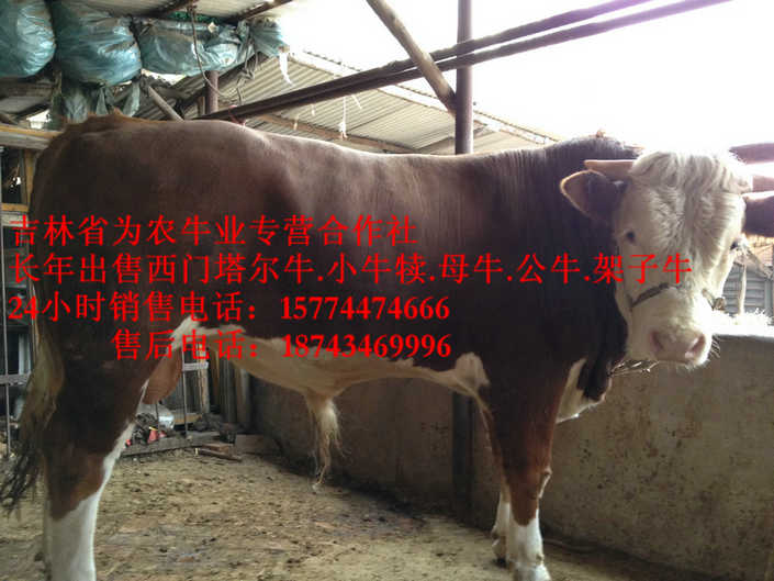 牡丹江市吉林牛犊价格&nbsp;&nbsp;西门塔尔牛价格&nbsp;&nbsp;西门塔尔牛厂家&nbsp;&nbsp;西门塔尔架子牛