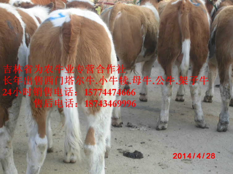 巴彦县西门塔尔牛价格 吉林哪里牛便宜 什么牛长得最快 夏落来牛价格