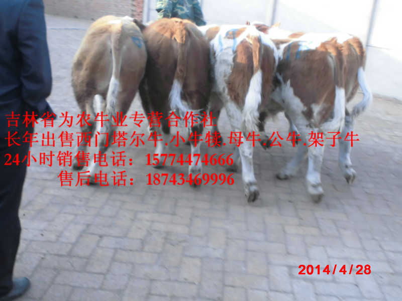 孙吴县西门塔尔牛价格&nbsp;&nbsp;四平架子牛&nbsp;&nbsp;西门塔尔架子牛&nbsp;&nbsp;吉林牛犊价格