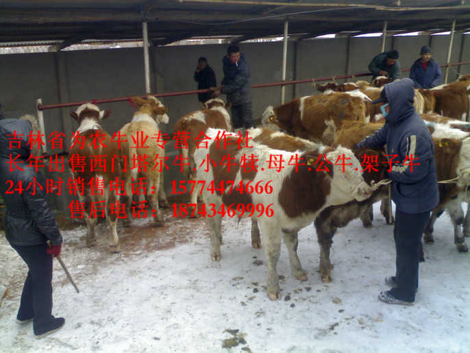 西岗区西门塔尔种牛&nbsp;&nbsp;东北养殖牛场&nbsp;&nbsp;吉林繁育母牛&nbsp;&nbsp;东北哪里买牛犊