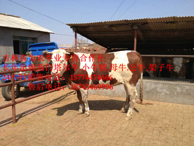 凌海市什么牛长得快&nbsp;&nbsp;什么牛长得最快&nbsp;&nbsp;四平繁育肉牛&nbsp;&nbsp;西门塔尔种牛
