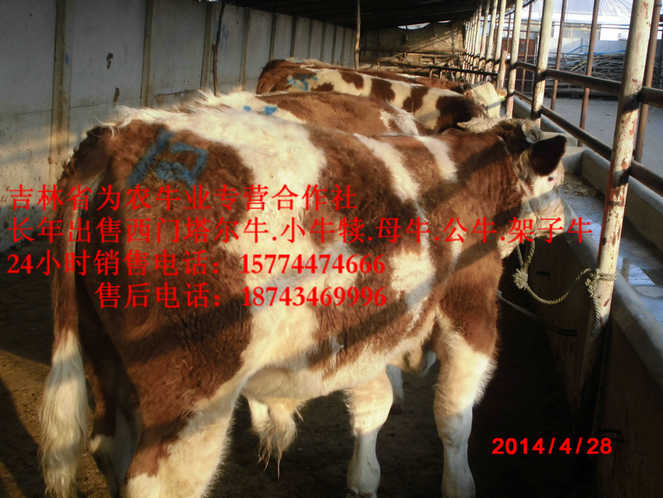 七台河市东北夏洛莱牛&nbsp;&nbsp;西门塔尔母牛&nbsp;&nbsp;营城子牛场&nbsp;&nbsp;西门塔尔出肉率