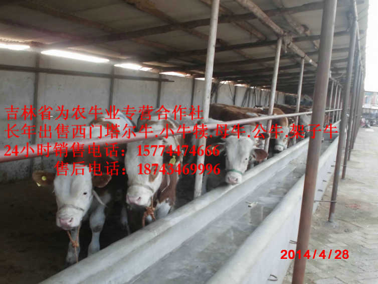 盘山县出售西门塔尔牛&nbsp;&nbsp;吉林哪里牛便宜&nbsp;&nbsp;夏洛莱牛场家