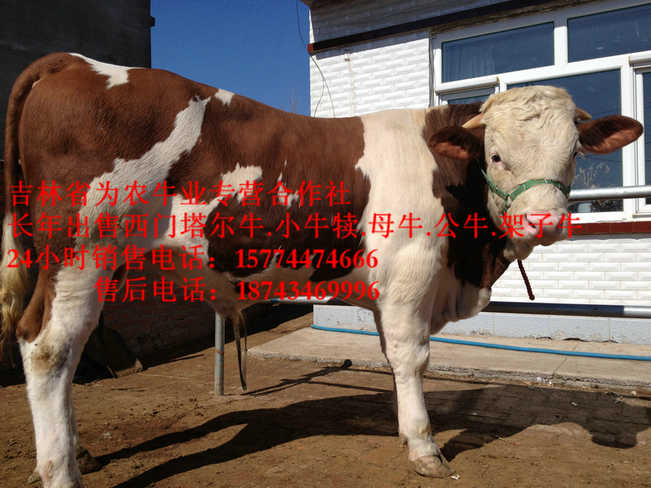 西乌珠穆沁旗牛圈建设&nbsp;&nbsp;出售西门塔尔牛&nbsp;&nbsp;哪里牛源多&nbsp;&nbsp;牛犊交易市场